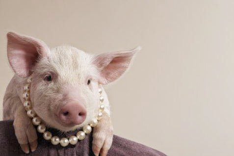 Pink Pig in Pearls